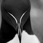 𝕂𝕠𝕔𝕒𝕜𝕒