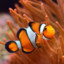 Clown Fish