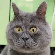Smart cat avatar