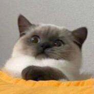 杀人放火厉飞雨