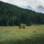 GreenEquus