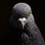 The pigeon