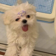 珍惜阿萌这段缘