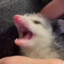 OwO