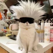 蟹堡王的小海绵