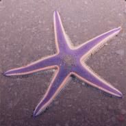 StanisVC - steam id 76561197971007357