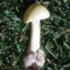 Mushroom Tip