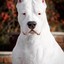 Dogo Argentino