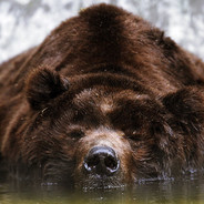 NordenBear avatar