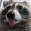 HighRacoon