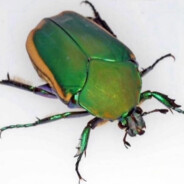 Big green beetle