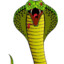 MollyCobra