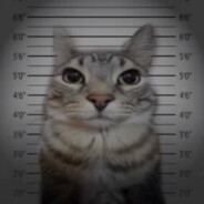 Mister Cat avatar