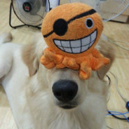 Twitch_靠北の小海綿