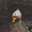 Chiken