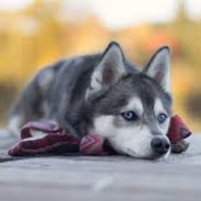 husky