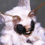 Mild Moth