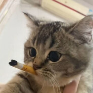 SweetCat