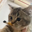 SweetCat