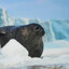 seal