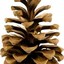 Mr.Pinecone