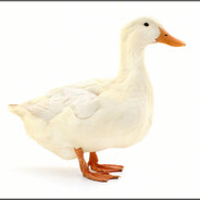 嘎嘎？嘎嘎嘎！！！