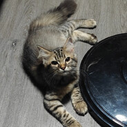 Praetor "Badgers" Lannister