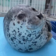 PHASE ツ avatar