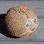 Seismic Coconut