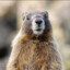 marmots