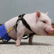 Kris P. Bacon
