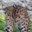 A Tiny Cat