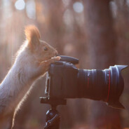 Esquilo Fotógrafo