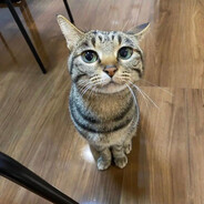 какое же это мясо!