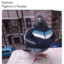 pigeon in Russia