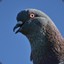 TicklyPigeon