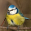 Tomtit