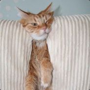 Mobius - steam id 76561197960298039