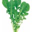 rucola