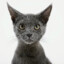 Mr_Cat
