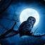 Ms Niteowl