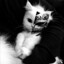Ermine EPICLOOT.ONE