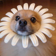 Perro girasol