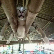 котяточки мурлысята