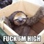 Slothbroughtthesmoke