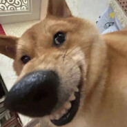 富哥我不想努力了