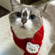 捡垃圾我是认真的