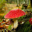 toadstool
