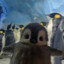 Mr. Pinguin