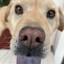 Gonca